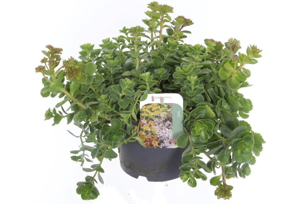 Sedum spurium Coccineum.