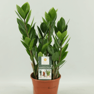 Zamioculcas 14 cm