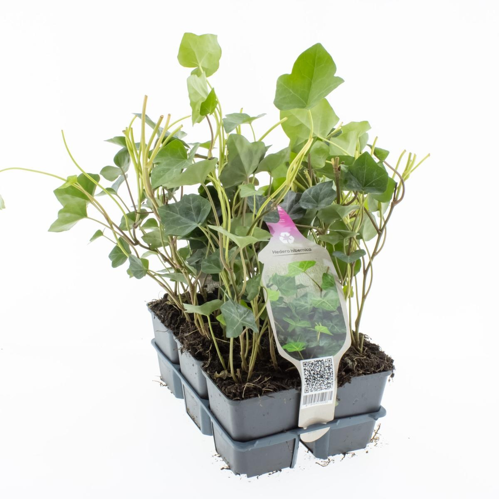 Hedera hibernica.