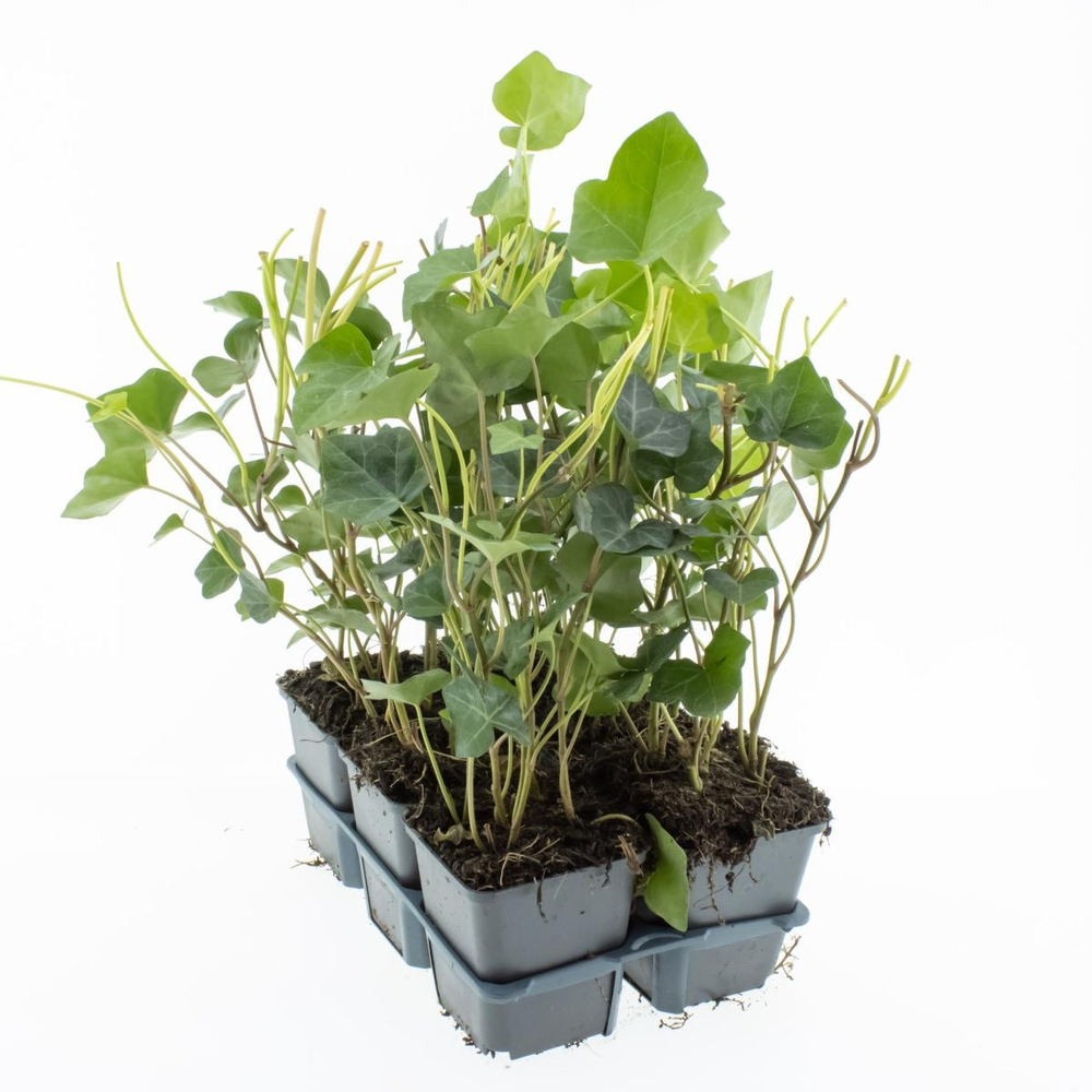 Hedera hibernica, 3-5 tak.