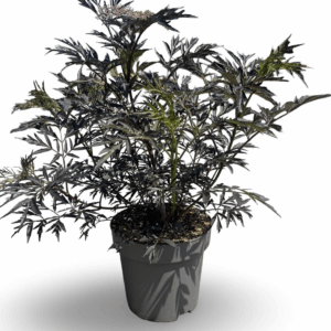 Sambucus nigra Black Lace