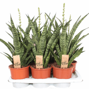 Sansevieria Diamond Green