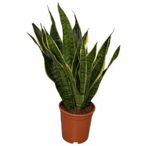 Sansevieria Laurentii