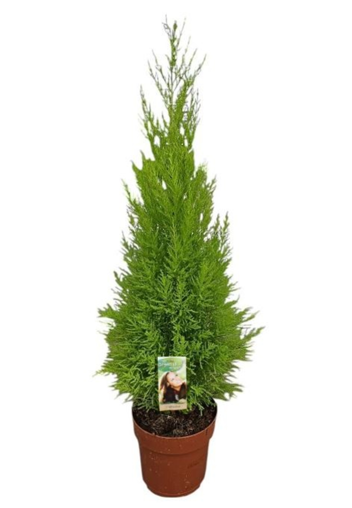 Cupressus Goldcrest Wilma - hoogte 80-90.