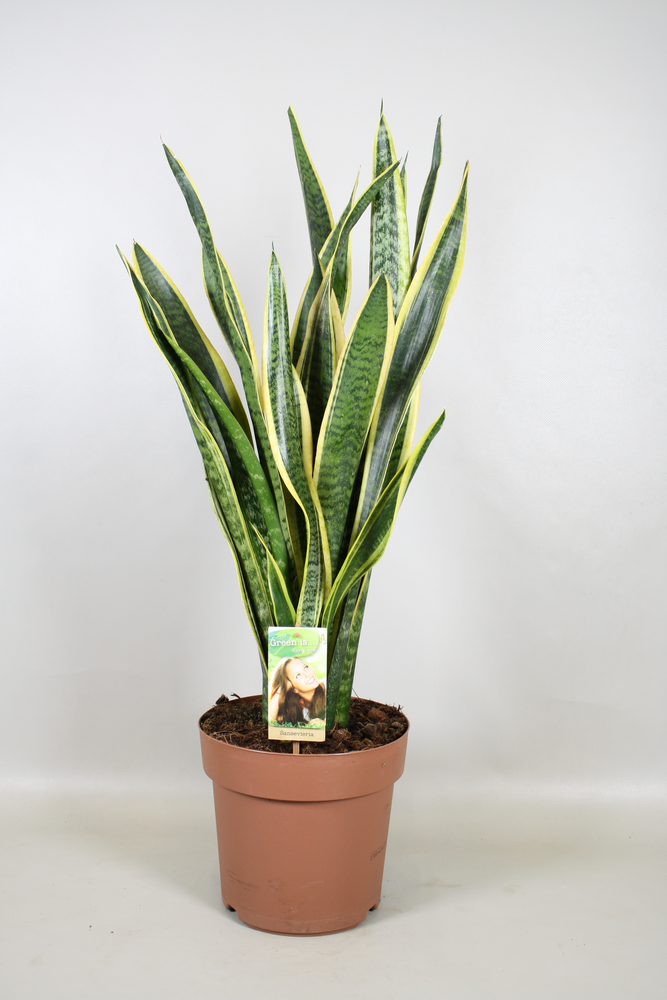 Sansevieria Laurentii.