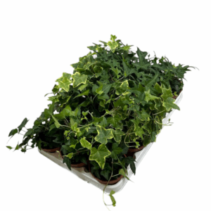 Hedera helix gemengd.