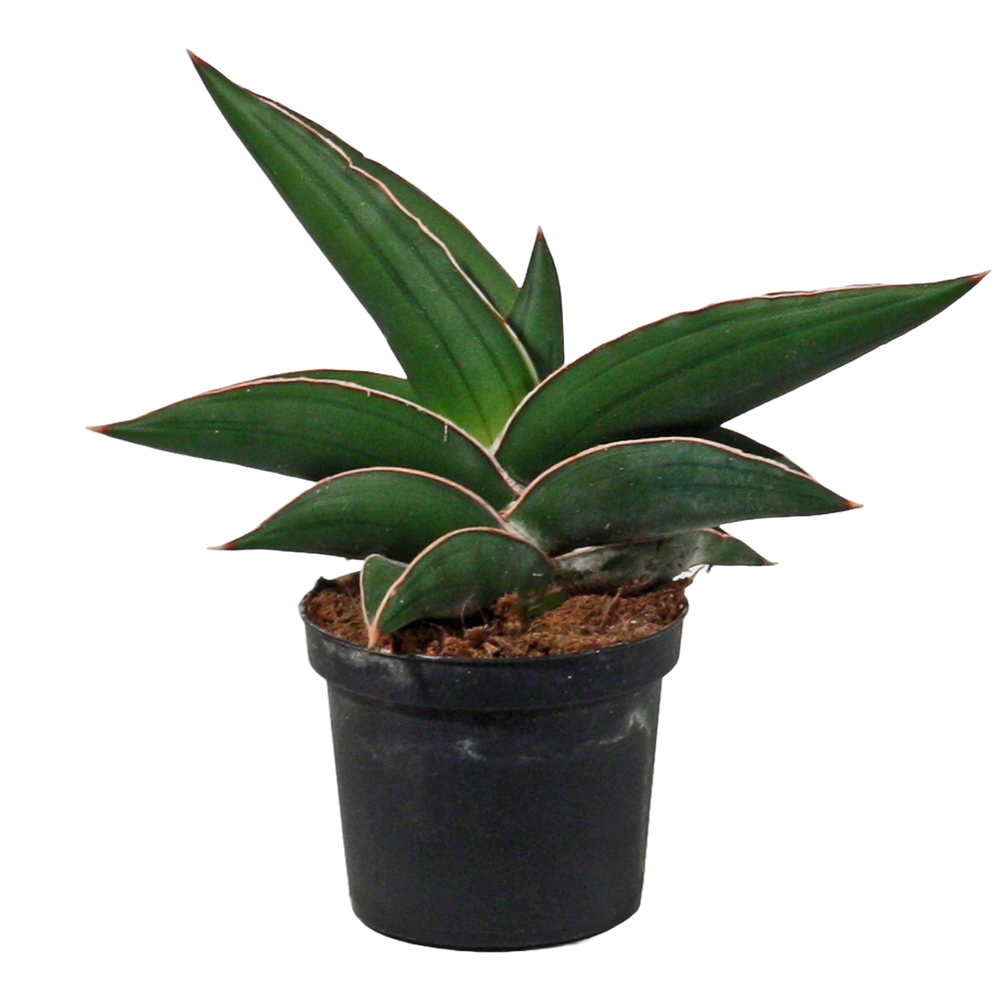 Sansevieria Samurai 9 cm.