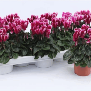 Cyclaam Snowridge Purple.
