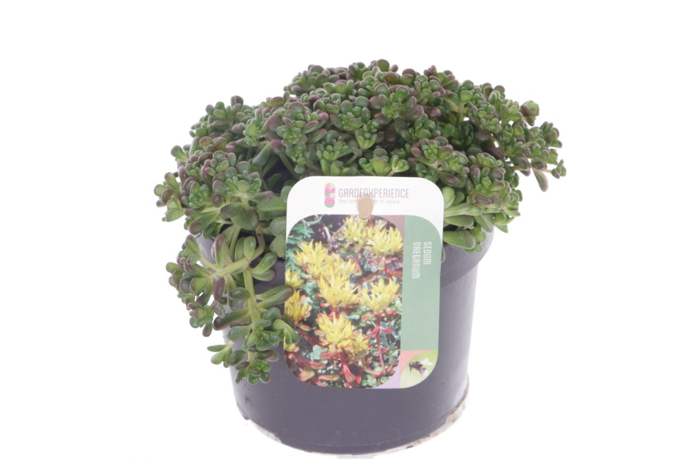 Sedum oreganum.