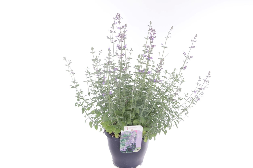 Nepeta faassenii Six Hills Giant.