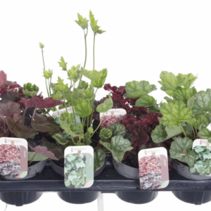 Heuchera mix.