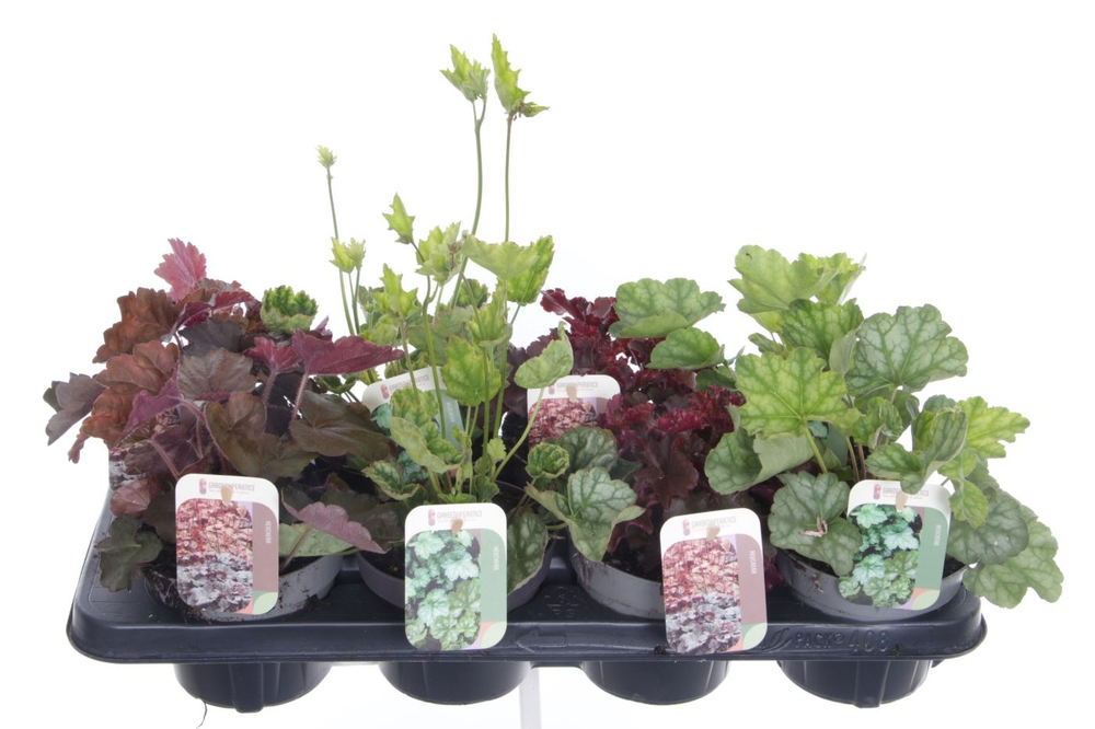 Heuchera mix.