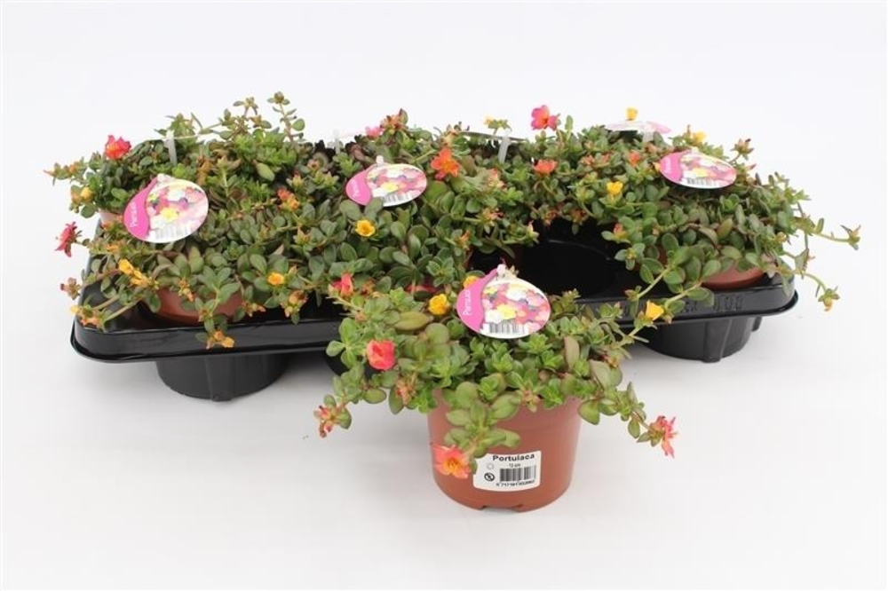 Portulaca Umbraticolata Carnaval.