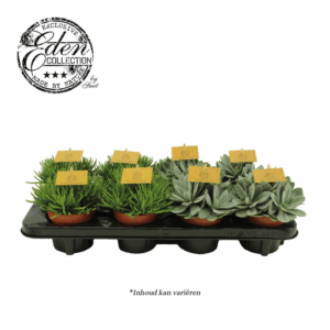 Senecio gemengd 10,5cm.