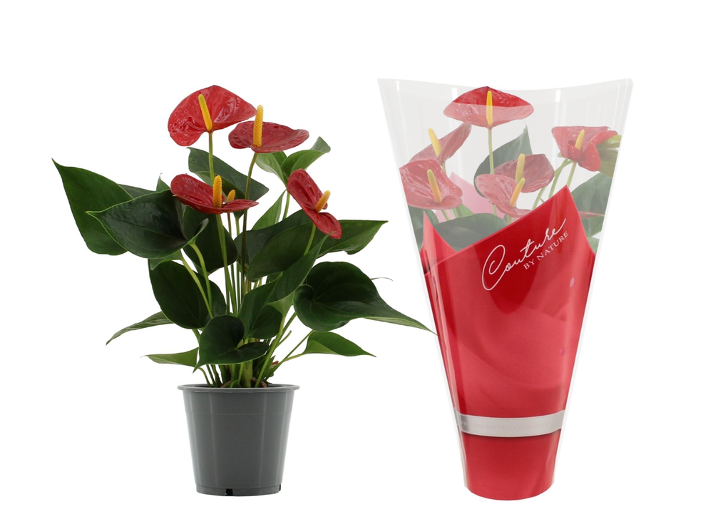 Anthurium Success Red in Couture sleeve.