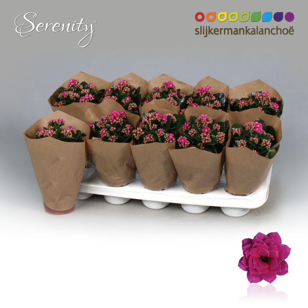 Kalanchoe Papersleeve - Serenity Purple.