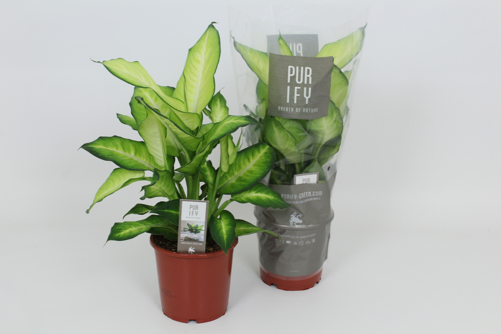 Purify Dieffenbachia Summer Style 17 cm.