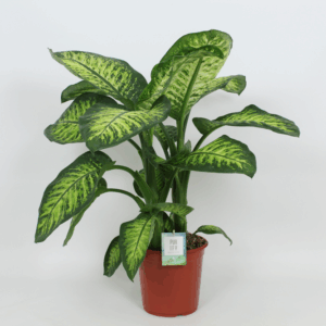 Purify Dieffenbachia Lemon Tropic 24 cm.