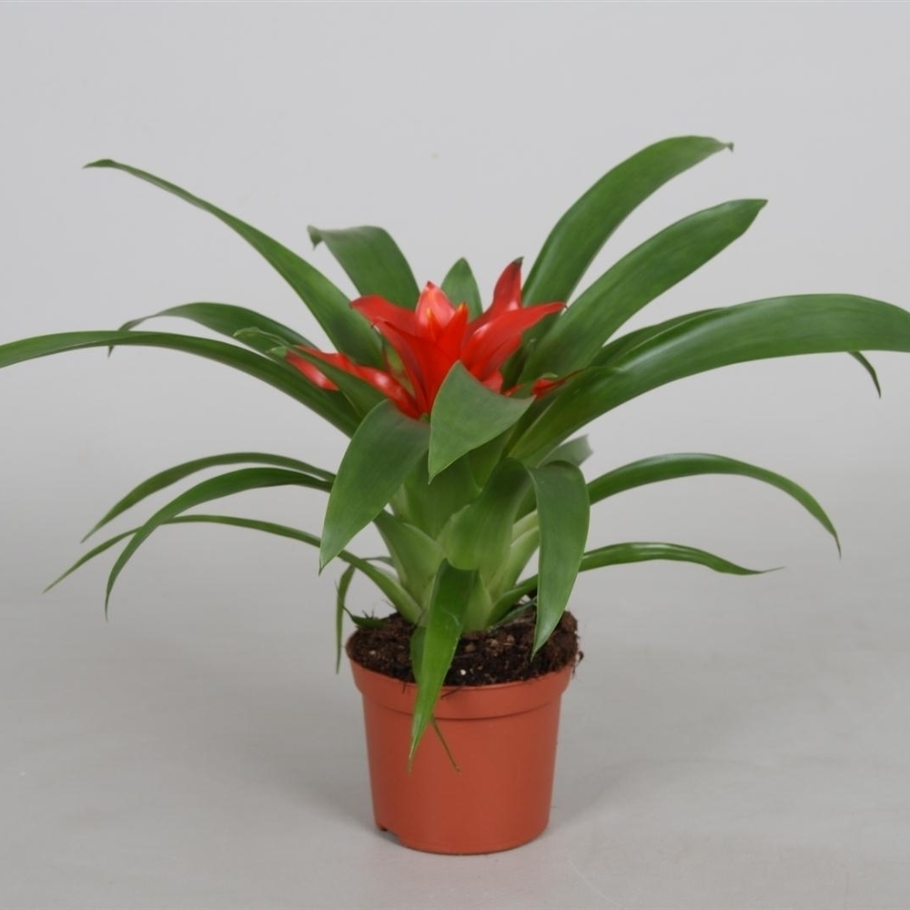 Guzmania 'Tempo'.