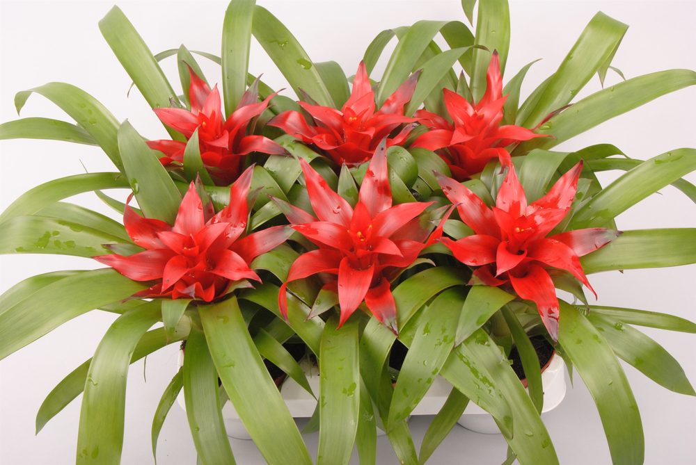 Guzmania Blitz.