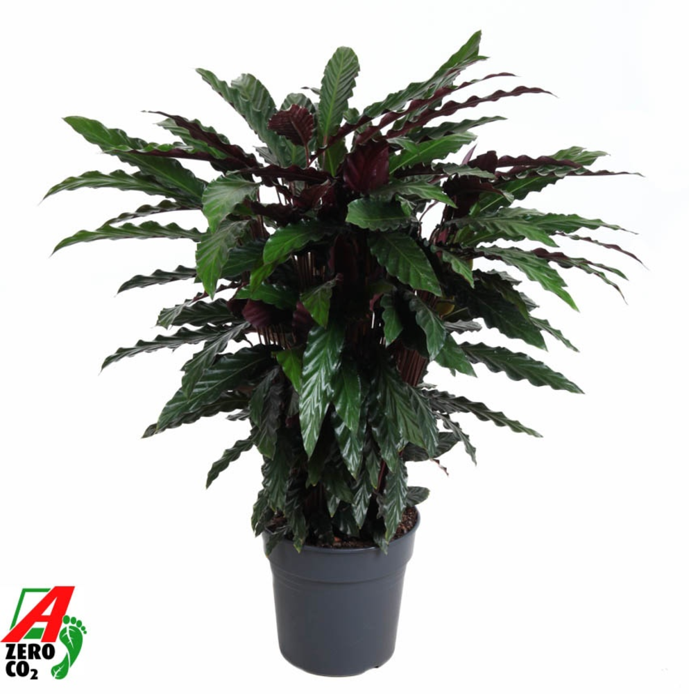 Calathea Wavestar.