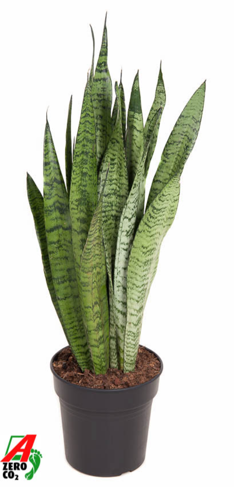 Sansevieria Zeylanica P21.