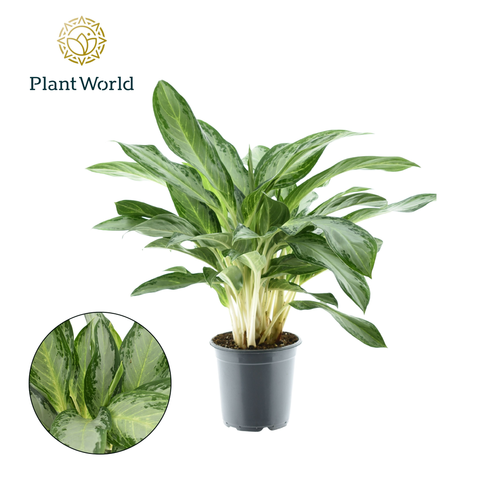Aglaonema Diamond Bay.