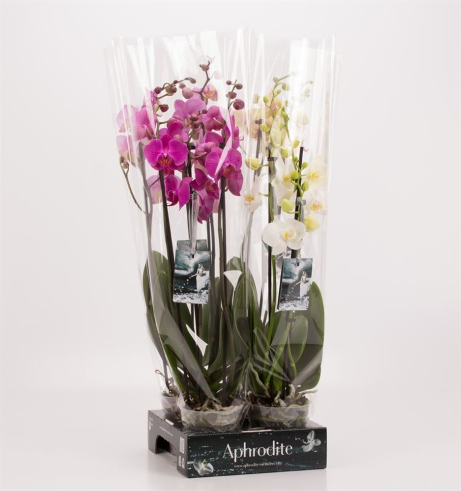 Phalaenopsis gemengd 3 tak Mix Goddess.