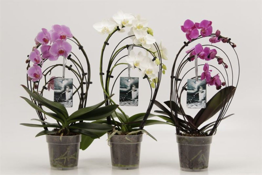 Phalaenopsis overig Cascades Rainbow gemengd Godde.
