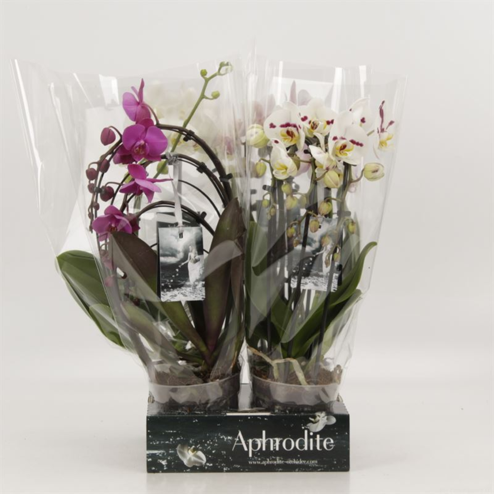 Phalaenopsis overig Shapes gemengd Goddess.