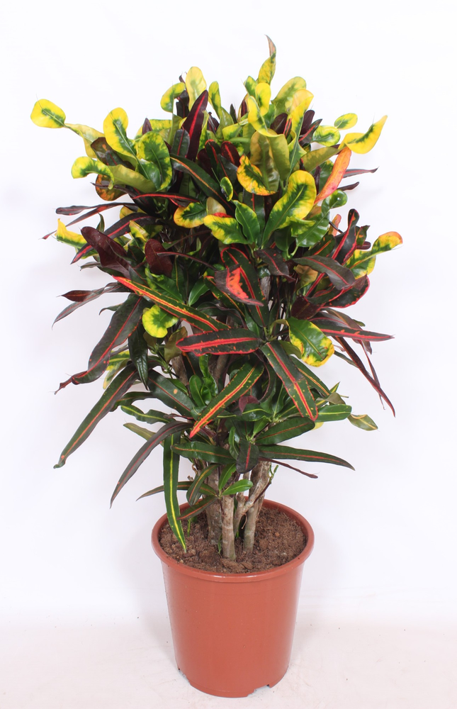 Codiaeum Mammi (Croton Mammi).