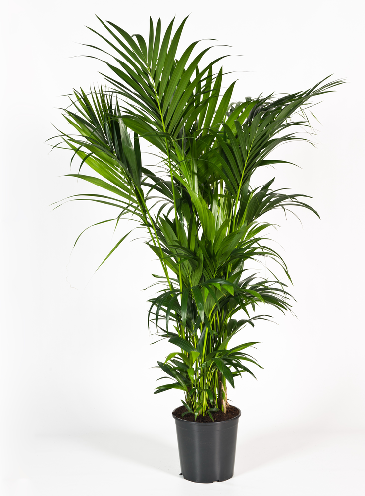 Howea forsteriana 200cm (Kentia) Decorum.