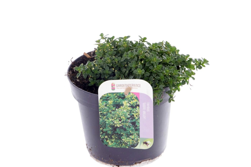 Thymus citr. Doone Valley.