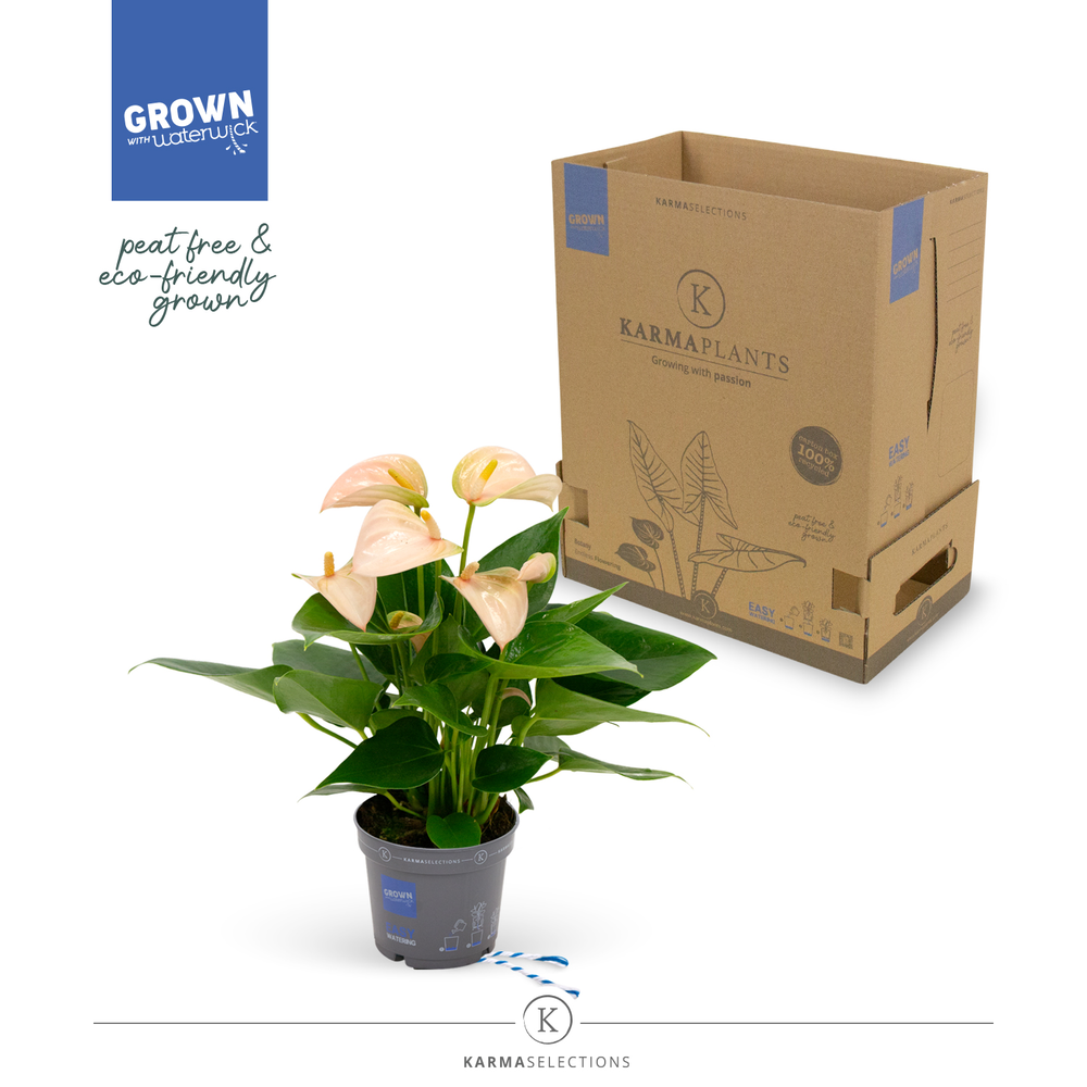 Mimesis Anthurium KARMA Joli Peach - 9cm.