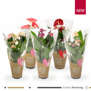 Lovely Mix in Hartjes hoes.