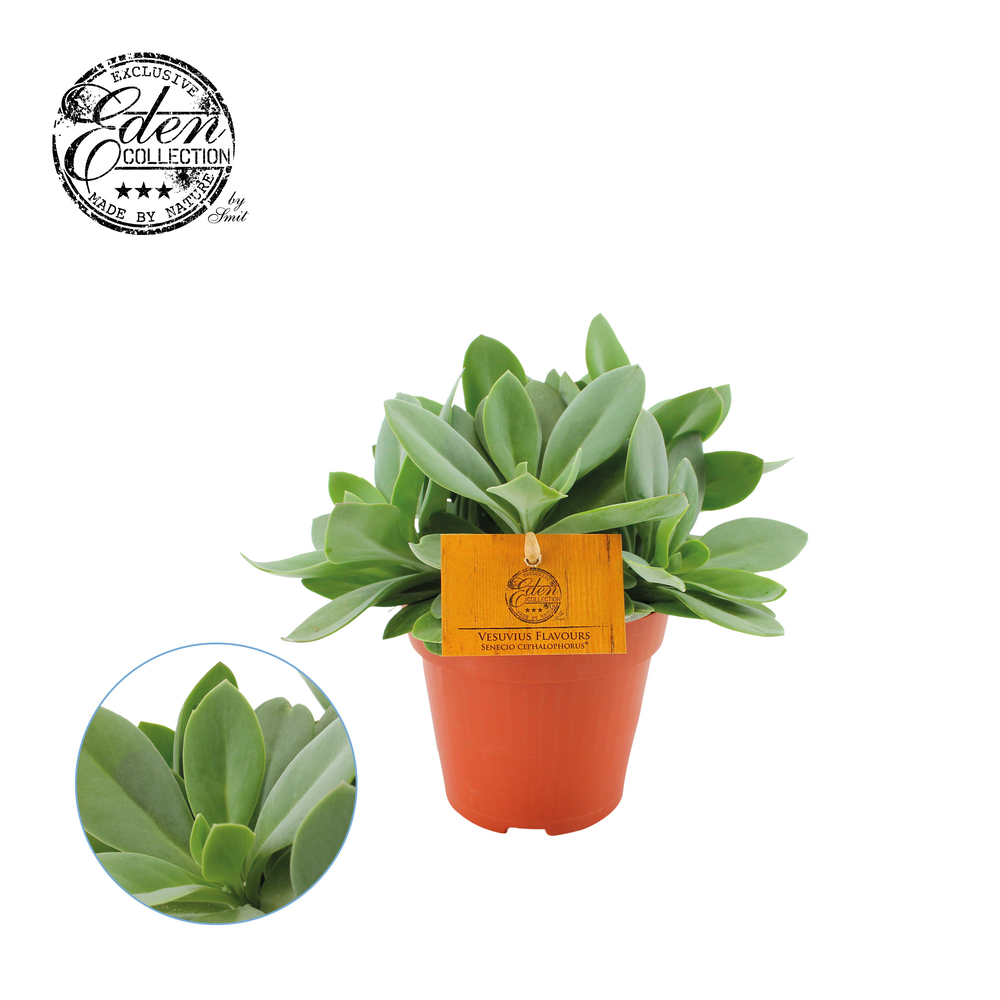 Senecio Cephalophorus 12cm.