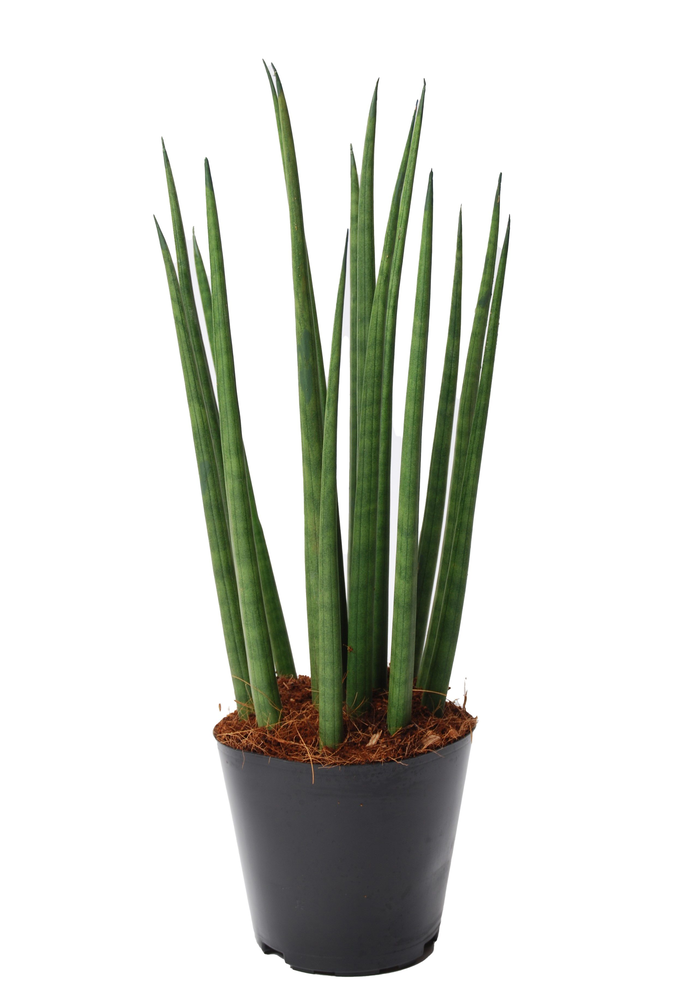 Sansevieria cylindrica 'Bacularis' / Mikado.