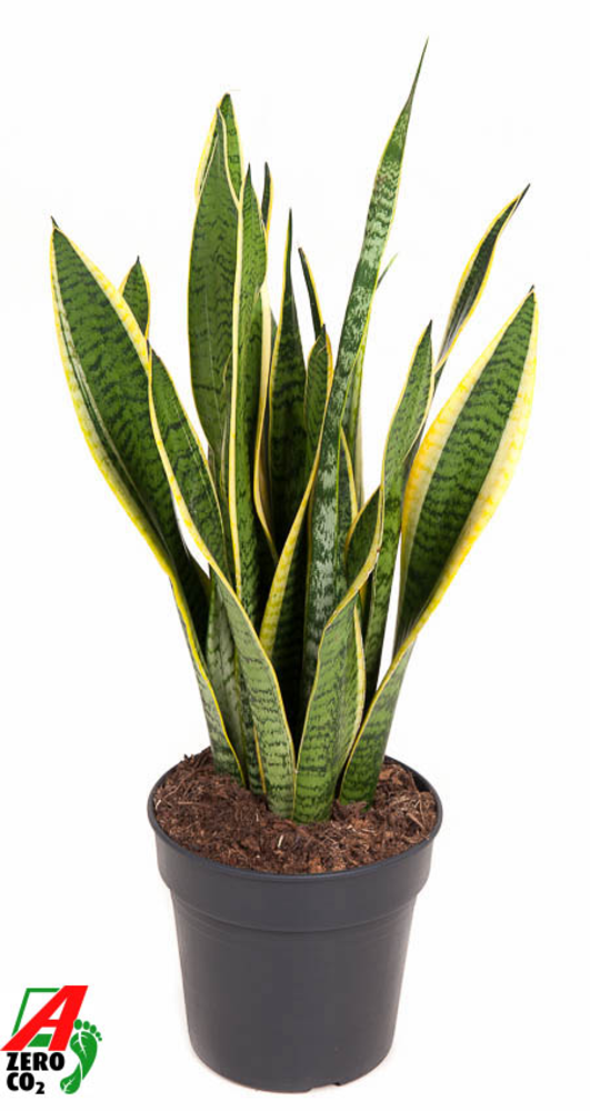 Sansevieria Laurentii P19.