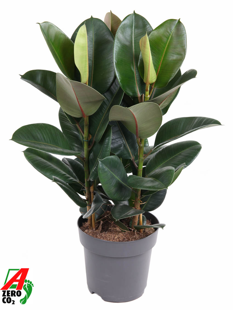 Ficus Elastica Robusta 3PP P27.
