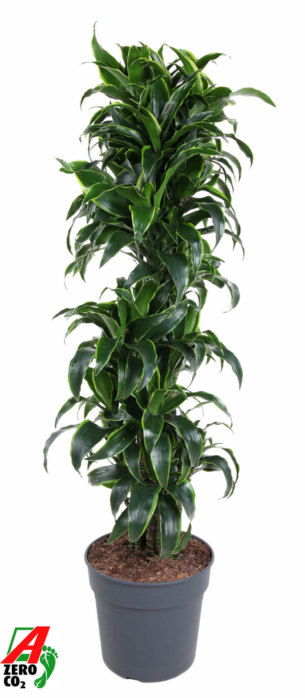 Dracaena Dorado vertakt P34.