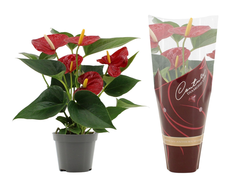 Anthurium Diamond Red in Couture Diamond Line Purp.