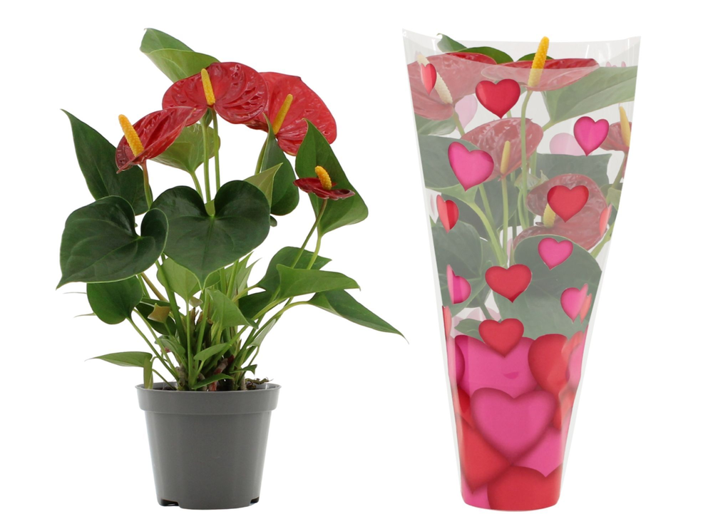 Anthurium Success Red in heart sleeve Lilly.