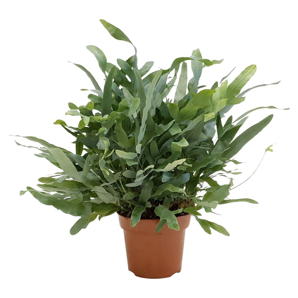 Phlebodium Blue Star.