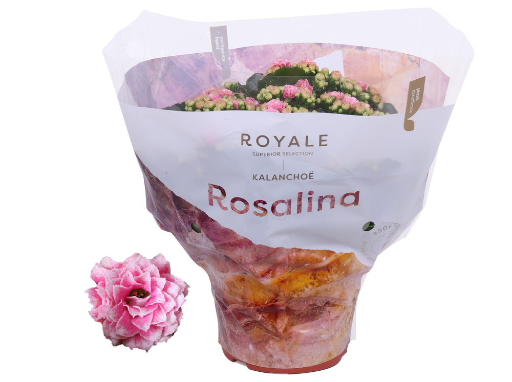 Kalanchoe Rosalina 15cm Royale Alano roze/wit.