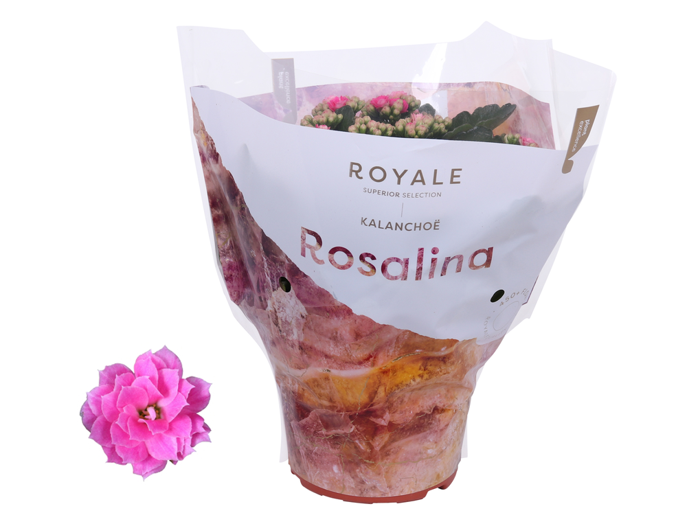 Kalanchoe Rosalina 15cm Royale Nando roze.