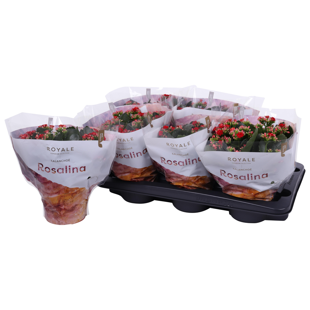 Kalanchoe Rosalina 15cm Royale Justino rood.