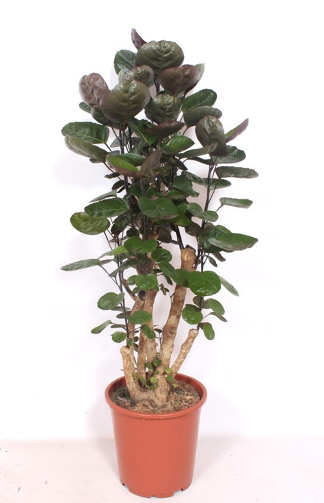 Polyscias Fabian.