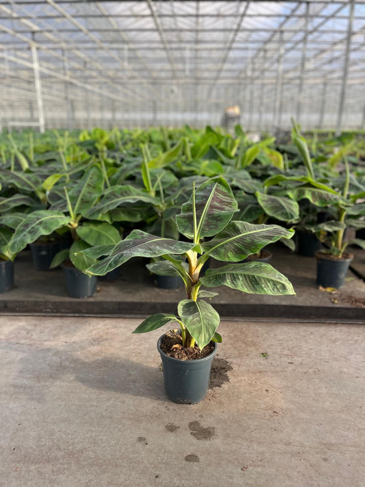 Musa Dwarf Cavendish.