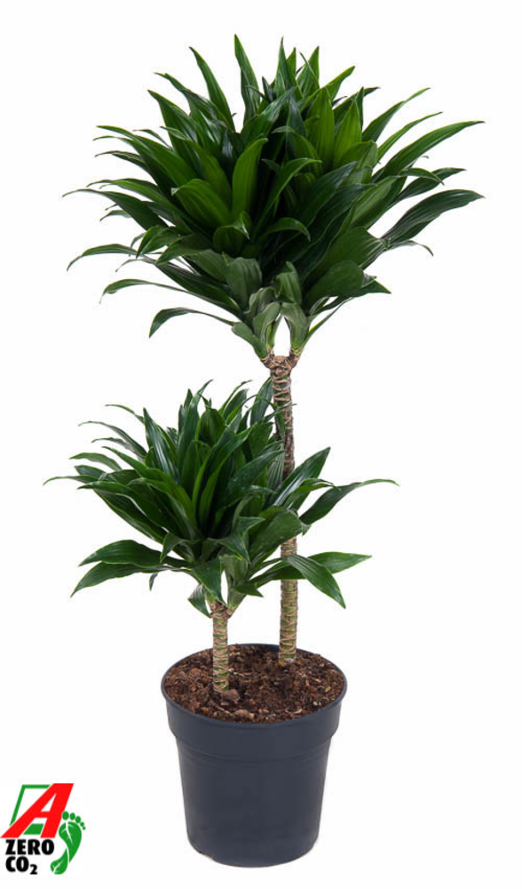 Dracaena Compacta 45-15.