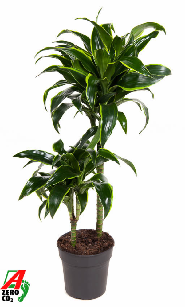 Dracaena Dorado 45-15.